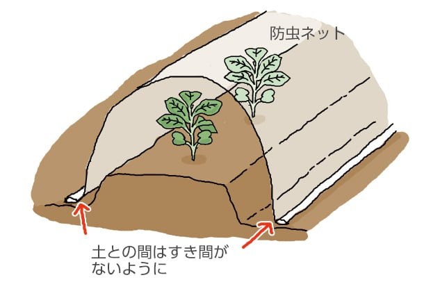 防虫ネットをかけているイラスト。土との間はすき間がないように。