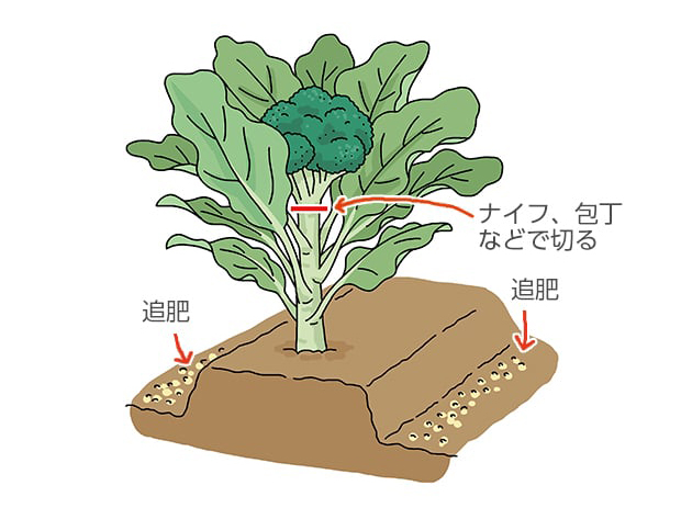 頂花蕾のイラスト。ナイフ、包丁などで切る。追肥。