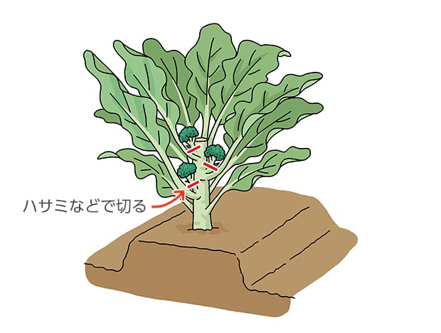 側花蕾のイラスト。ハサミなどで切る。