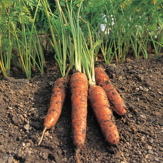 Natural farmingゲルソン療法 自然栽培ニンジン シュタイナー 教育 Natural farmingゲルソン療法 自然栽培ニンジン シュタイナー 教育