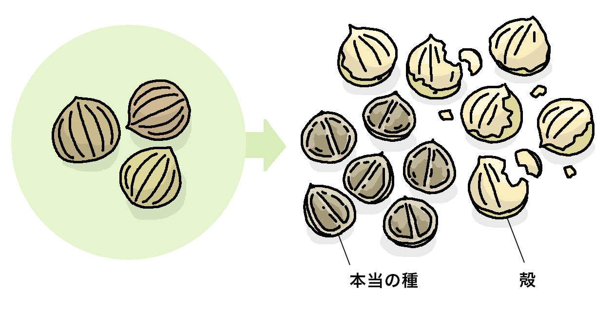 パクチー（コリアンダー）の種に見える直径4～5mmの丸い粒は果実で、本当のパクチーの種は殻の中に2個ずつ入っている