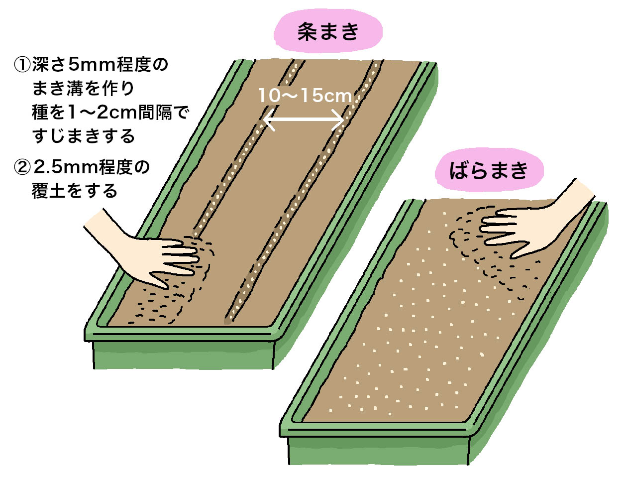 パクチー（コリアンダー）の鉢植えでは、ばらまき、または、10～15cm幅で深さ5mm程度のまき溝を作り、種を1～2cm間隔にすじまきにして、2.5mm程度の覆土をする