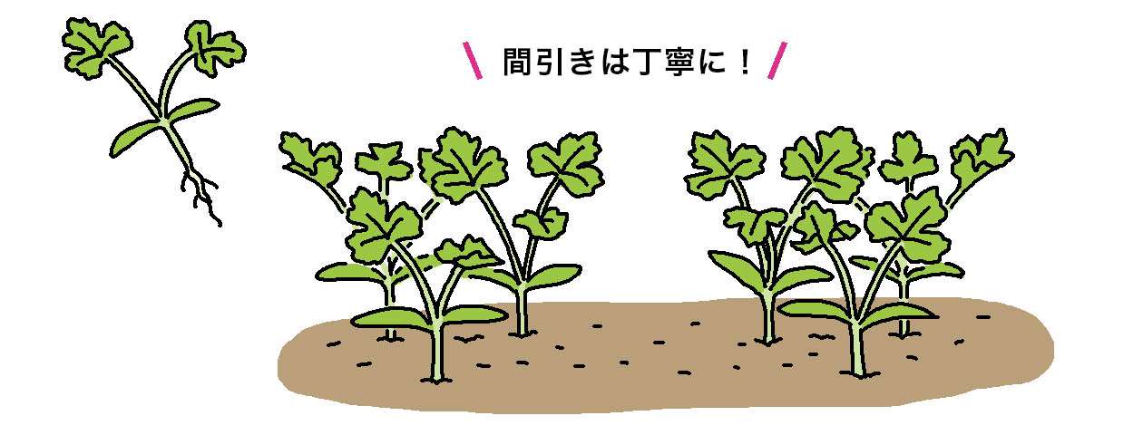 パクチー（コリアンダー）の畑での1回目の間引きは、隣り同士の葉が付くようになったら、本葉2～3枚で3本立ちにする。間引きは丁寧に！