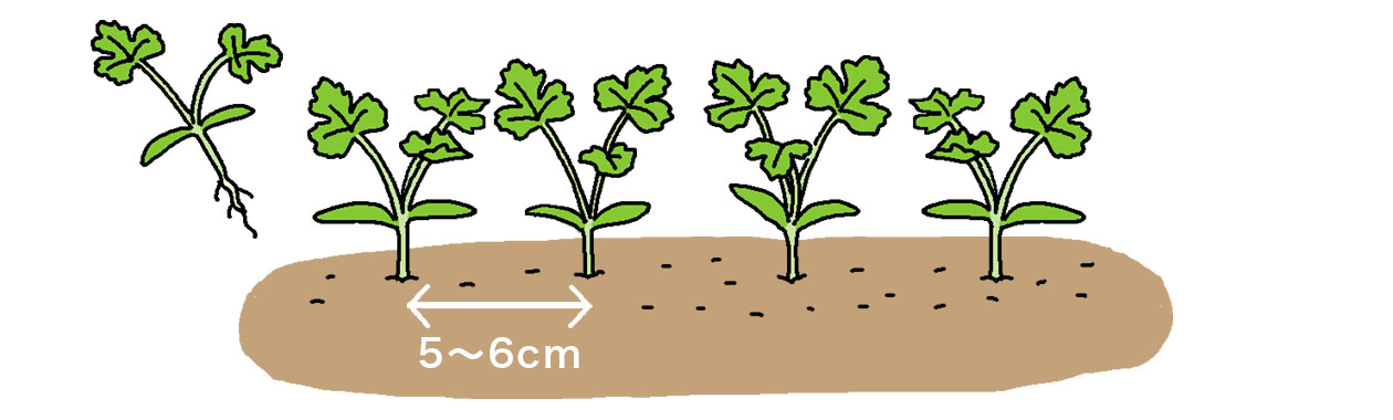 パクチー（コリアンダー）の鉢植えでの1回目の間引きは、本葉2～3枚で5～6cm間隔にする。間引きは丁寧に！