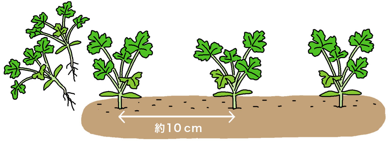 パクチー（コリアンダー）の鉢植えでの2回目の間引きは、本葉4～5枚で約10cm間隔にする。
