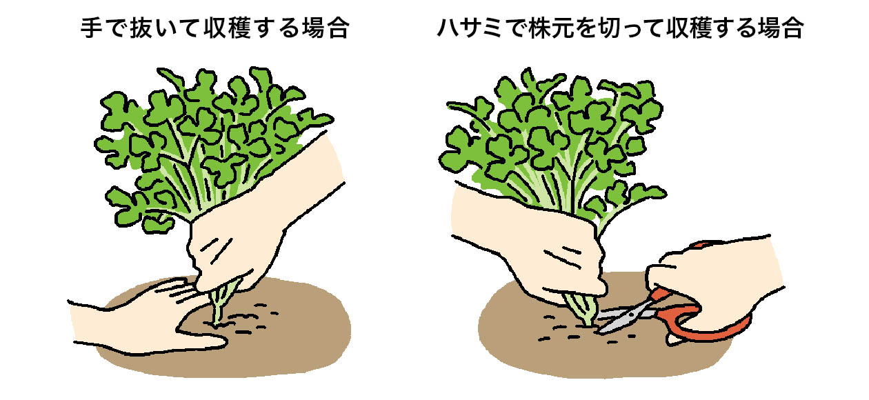 パクチー（コリアンダー）の株を手で抜いて収穫する場合は、手で株元をしっかり押さえて引き抜く。ハサミで株元を切って収穫する場合は、株元の深くハサミを入れる