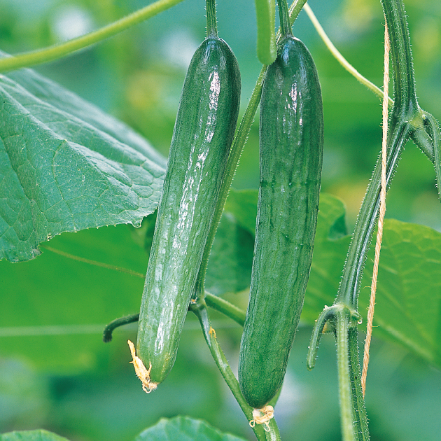 キュウリの育て方・栽培方法｜失敗しない栽培レッスン（野菜）｜サカタのタネ 家庭菜園・園芸情報サイト 園芸通信