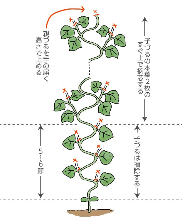 親づるを手の届く高さで止める。子づるの本葉2枚のすぐ上で摘芯する。5～6節の子づるは摘除する。