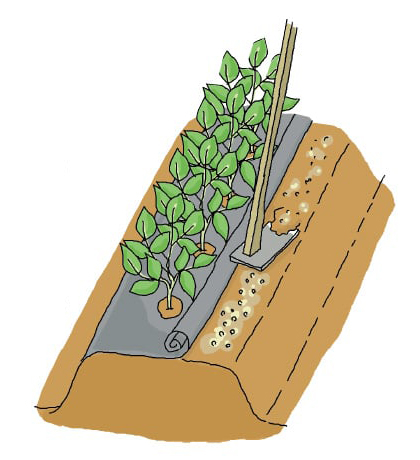 追肥方法のイラスト
