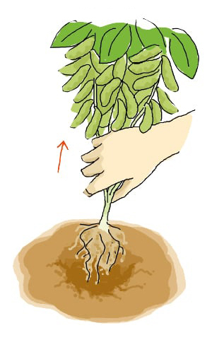 株ごと引き抜いて収穫するイラスト