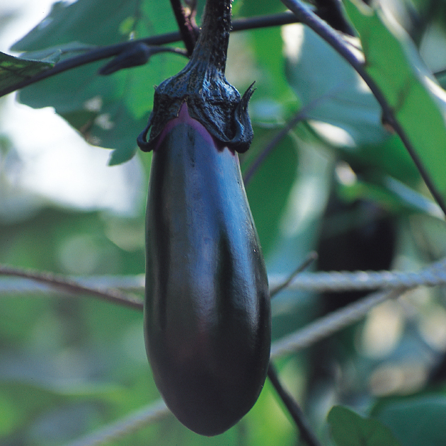 ナスの育て方・栽培方法｜失敗しない栽培レッスン（野菜）｜サカタのタネ 家庭菜園・園芸情報サイト 園芸通信