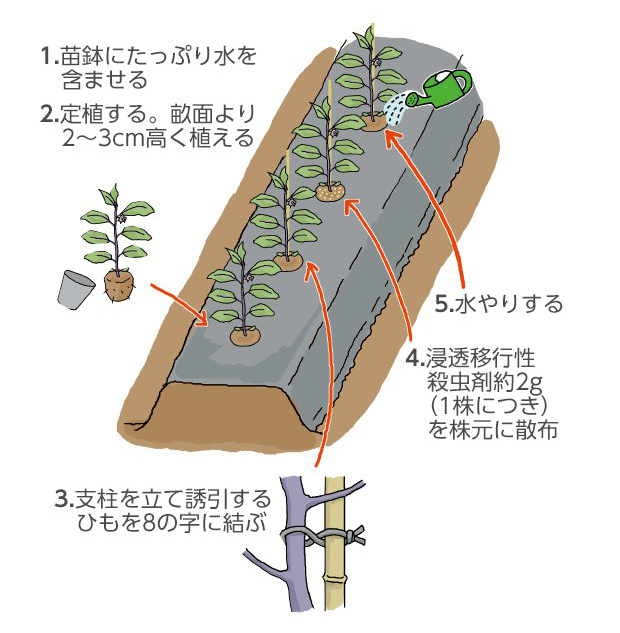 1.苗鉢にたっぷり水を含ませる。2.定植する。畝面より2～3cm高く植える。3.支柱を立て誘引するひもを8の字に結ぶ。4.浸透移行性殺虫剤約2g（1株につき）を株元に散布。5.水やりする。