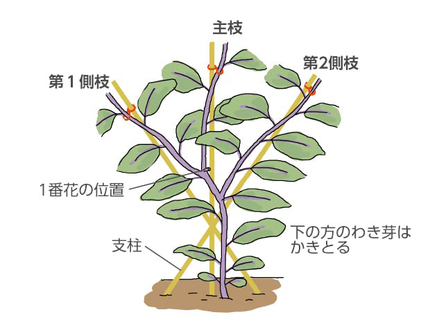 3本仕立てにした状態のイラスト。主枝、第1側枝、第2側枝、支柱。下の方のわき芽は かきとる。
