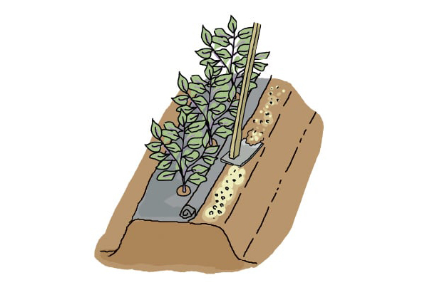 追肥方法のイラスト