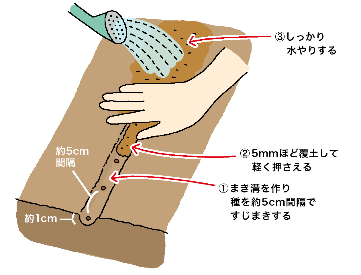 条間30cm、深さ約1cmの溝にエゴマの種を約5cm間隔ですじまきし、覆土は薄く5mm程度にして、手のひらで軽く土の表面を鎮圧する。土が水分を含んでいればそのまま、乾燥していたらジョウロのハス口を使って、たっぷり水やりする