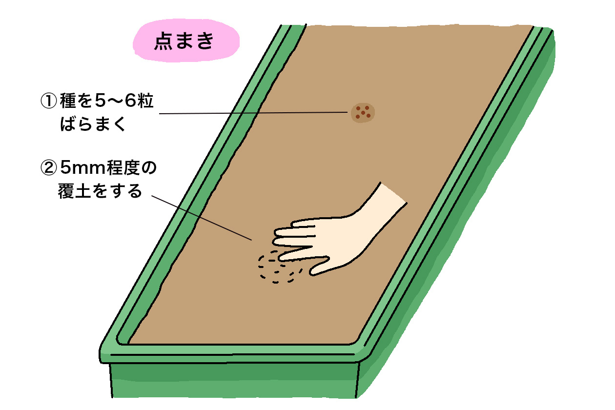 鉢に直まきする場合は、空き缶などで直径5cm程度のまき穴を付け、エゴマの種が重ならないように5～6粒ずつまき、薄く覆土をして軽く鎮圧する