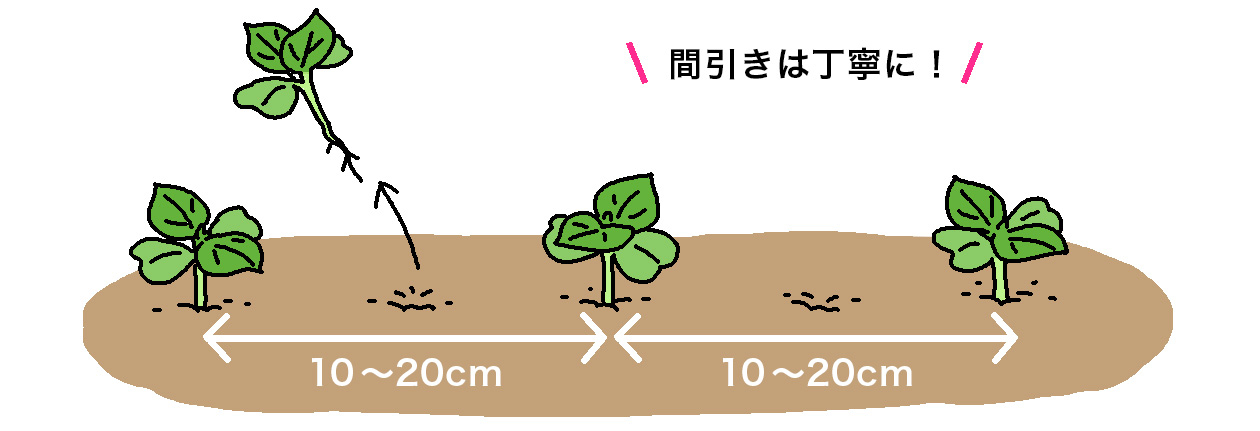 エゴマの本葉2枚の出初めで株間10～20 cmに間引く