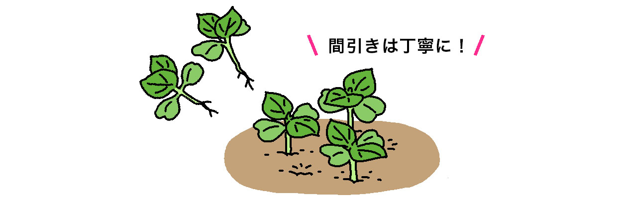 発芽してエゴマの本葉2枚の出初めで株間に合わせて3本立ちに間引く