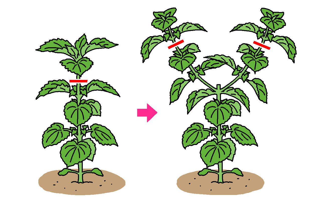 エゴマは草丈が30cm以上伸びたところで、株元から３～4節を残してハサミで摘芯する。摘芯後に伸びた枝は、さらに2～3節を残して摘芯する