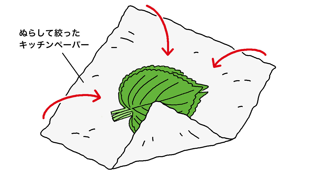 水にぬらして固く絞ったキッチンペーパーでエゴマの葉を包む