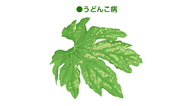 ゴーヤーのうどんこ病は葉内に発生するため防除が難しい。摘葉して発病のまん延を防ぐ。