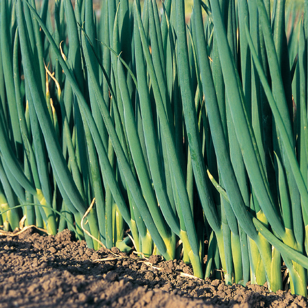 ネギの育て方・栽培方法｜失敗しない栽培レッスン（野菜）｜サカタの