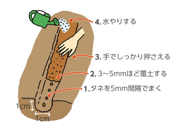1.タネを5mm間隔でまく。2.3～5mmほど覆土する。3.手でしっかり押さえる。4.水やりする。