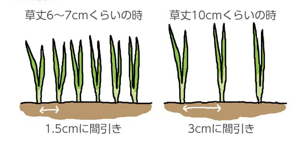 草丈6～7cmくらいの時：1.5cmに間引き。草丈10cmくらいの時：3cmに間引き。