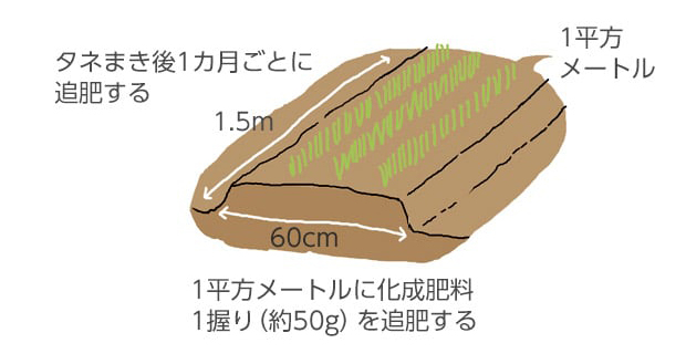 タネまき後1カ月ごとに追肥する。1平方メートルに化成肥料1握り（約50g）を追肥する。畝幅：60cm、横：1.5m（全体1平方メートル）。