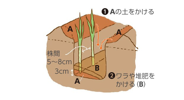 1.Aの土（掘った土）を定植するネギの根本に3cmかける。2.ワラや堆肥をかける（B）。株間5～8cm。