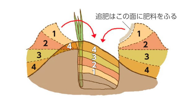 追肥はこの面に肥料をふる