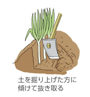土を掘り上げた方に傾けて抜き取る。