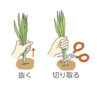 抜く。切り取る。