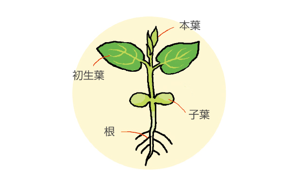 初生葉についてマメ科特有の葉で、子葉の直上に左右対称に着生します