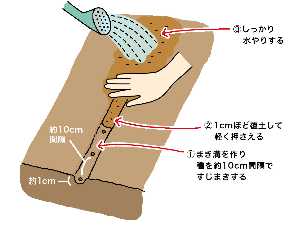 ケールを直まきする場合は、①深さ1cmまき溝を作り、種を約10cm間隔ですじまきする。②1cmほど覆土して軽く押さえる。③しっかり水やりする。