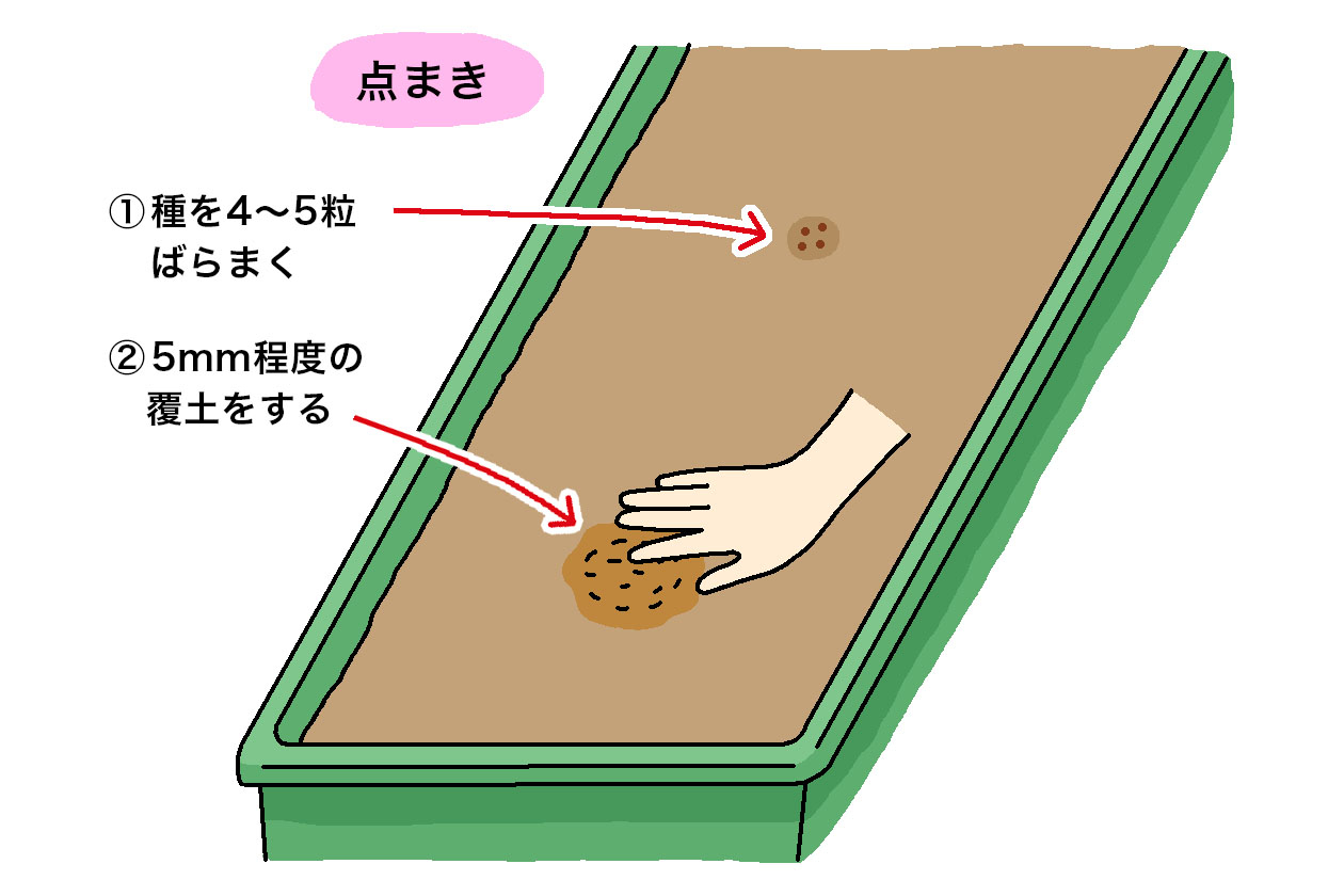 ケールの種を直まきする場合は点まきにする。①ケールの種を4~5粒ばらまく。②5mm程度の覆土をする。
