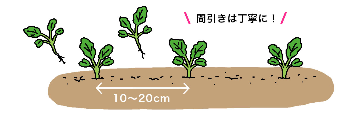 ケールは本葉2枚程度で株間10~20 cmに間引く。間引きは丁寧に!