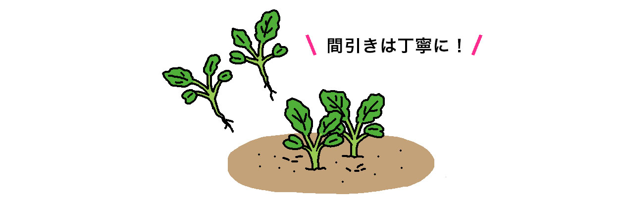 ケールが発芽して本葉2枚になったら2本立ちに間引く。間引きは丁寧に!