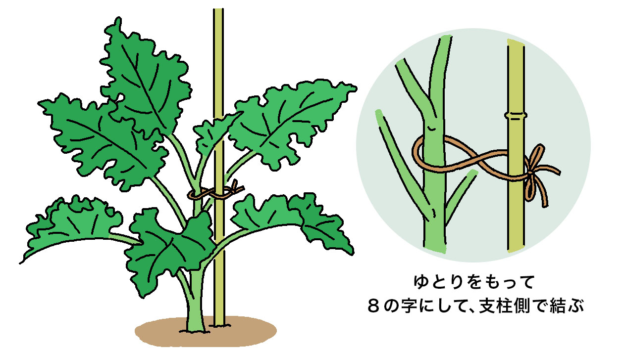 ケールを定植したら株の横に仮支柱を立てて、風などで苗が倒れないように誘引しておく。茎と支柱を麻ひもなどでゆとりをもって8の字にして、支柱側で結ぶ。