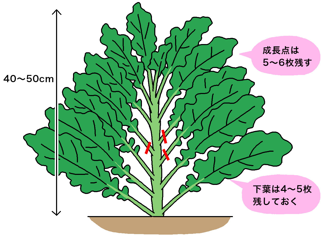 コラードケールは、収穫する葉の長さが40~50cmを目安に、下葉は4~5枚、成長点は5~6枚残す