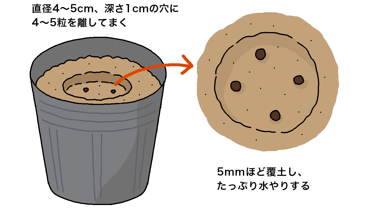 コールラビの種を直径4～5cm、深さ1cmの穴に4～5粒ずつまいて5mmほど覆土し、たっぷりと水やりする