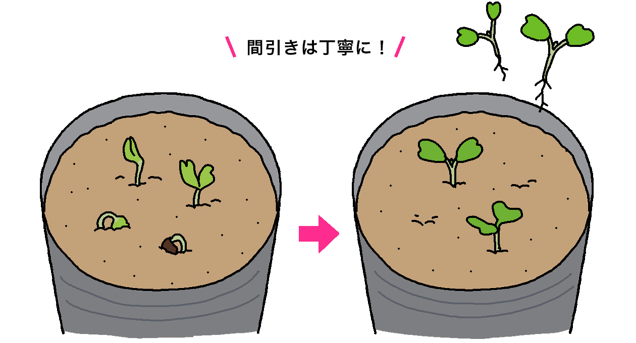 コールラビの双葉が展開したら、元気のよい2本を残して間引く。間引きは丁寧に！