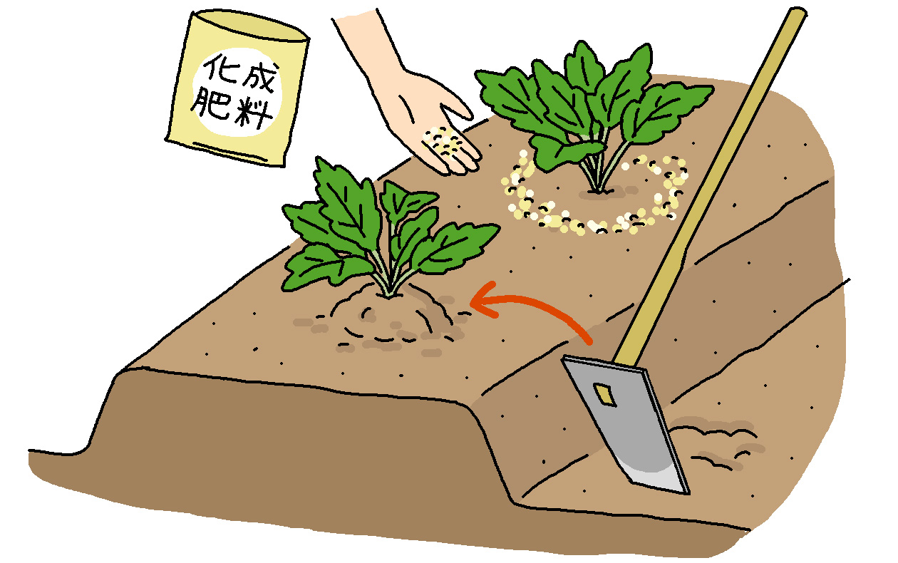 追肥は、化成肥料をコールラビ1株あたり10～15gを畝間に施し、除草も兼ねて中耕、土寄せを行う。その後も20～30日おきに土寄せと追肥を行う。