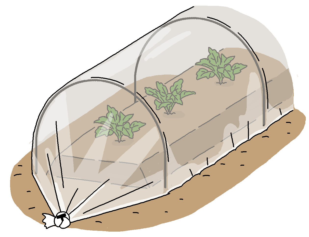 苗の時期は、畝全体に寒冷紗や防虫ネットなどを張って、防虫対策をする
