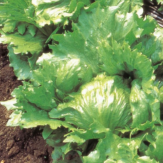 レタスの育て方・栽培方法｜失敗しない栽培レッスン（野菜）｜サカタのタネ 家庭菜園・園芸情報サイト 園芸通信