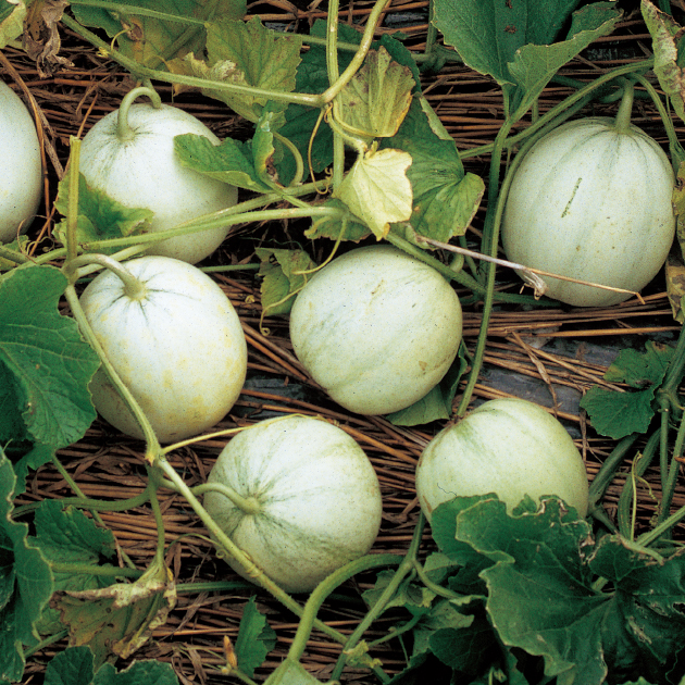 ウリメロン様 マクワウリとはどんなウリ？ 特徴やメロンとの違い、栽培方法と