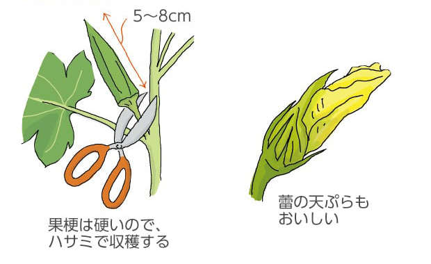 果梗は硬いので、ハサミで収穫する。莢の長さ5～8cm。蕾の天ぷらもおいしい。
