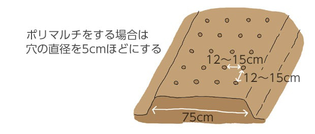 ポリマルチをする場合は穴の直径を5㎝ほどにする。株間は12～15cm。畝幅は75cm。