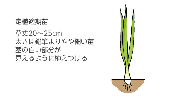 定植適期苗。草丈20～25cm。太さは鉛筆よりやや細い苗。茎の白い部分が見えるように植え付ける。