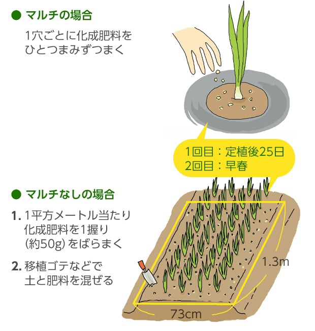 ●マルチの場合：1穴ごとに化成肥料をひとつまみずつまく。●マルチなしの場合：1.1平方メートル当たり化成肥料を1握り（約30g）をばらまく。2.移植ゴテなどで土と肥料を混ぜる。両方とも追肥するタイミングは、一回目：定植後25日、2回目：早春。